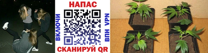 Каннабис MAZAR Бологое